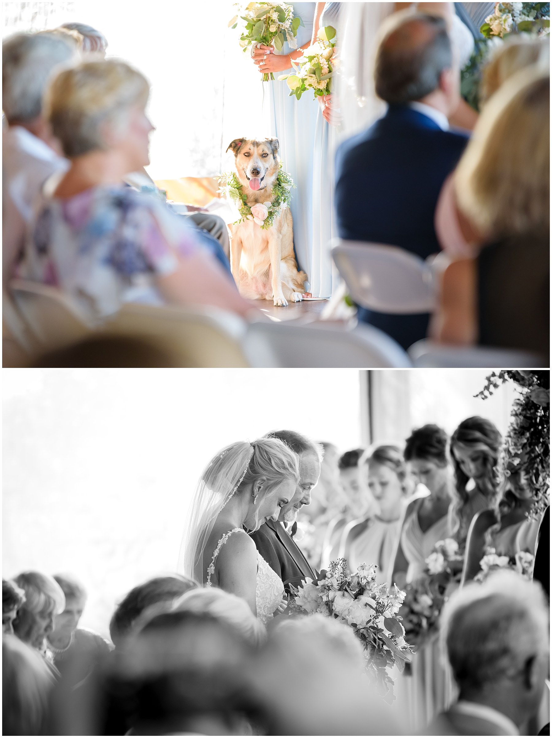 Pictures from a dog friendly wedding at Tucker's Gap Event Center