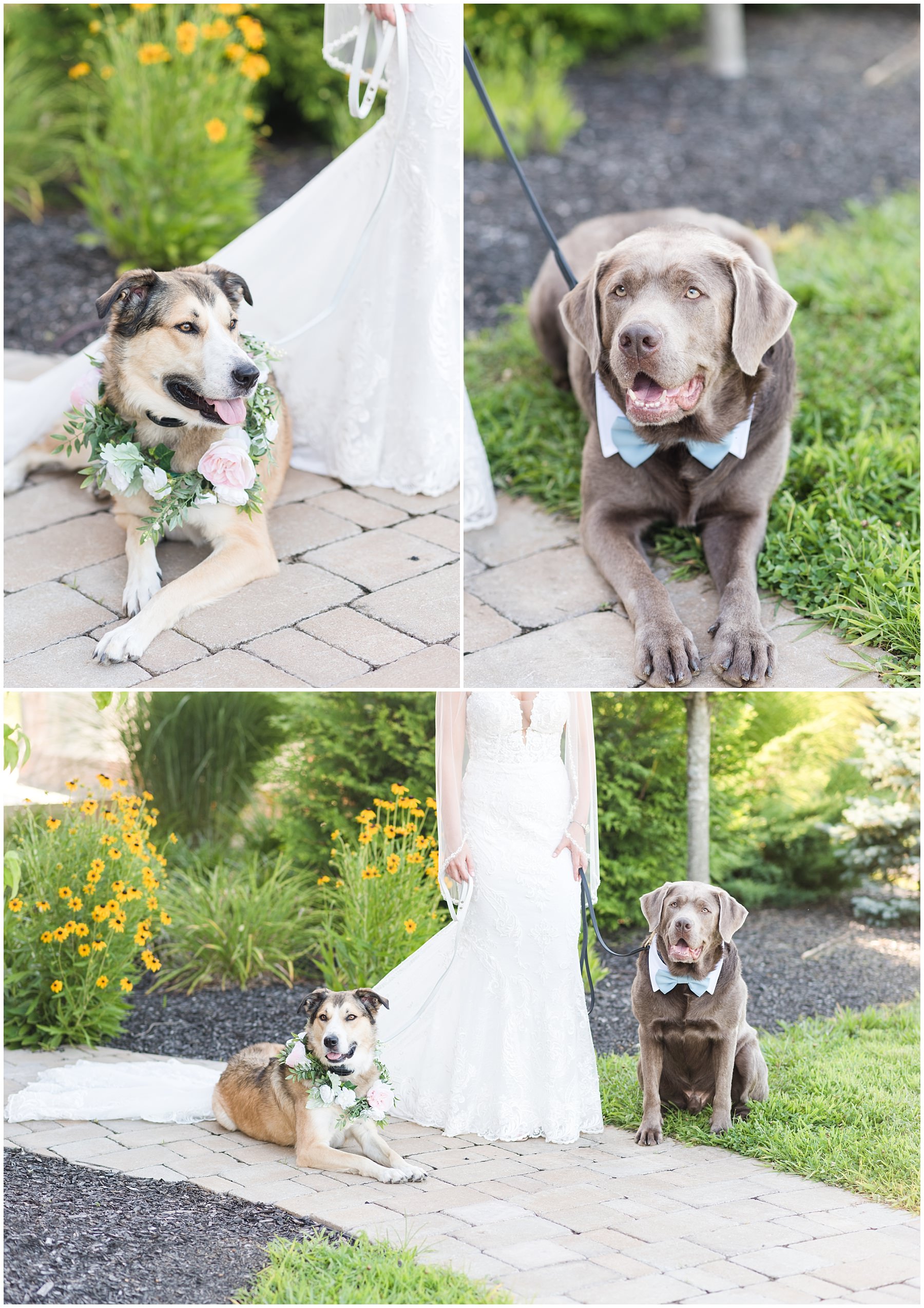 Nashville couple posing with their dogs for their wedding portraits at Tucker's Gap in Lebanon, TN
